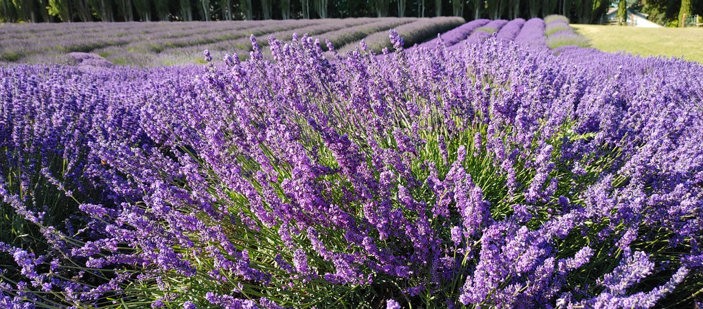 Live Royal Velvet Lavender Plant (Lavandula angustifolia) Findlavender.com