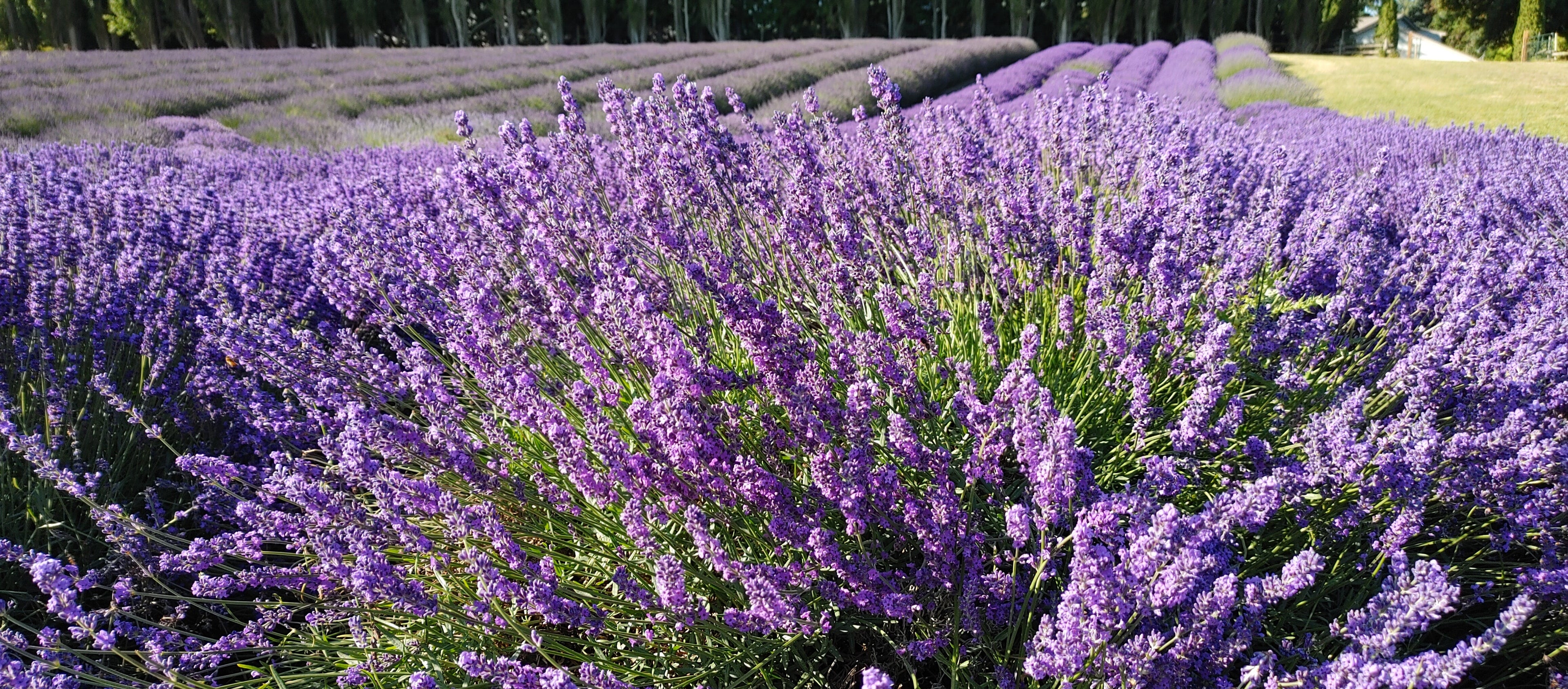 Live Royal Velvet Lavender Plant (Lavandula angustifolia) Findlavender.com