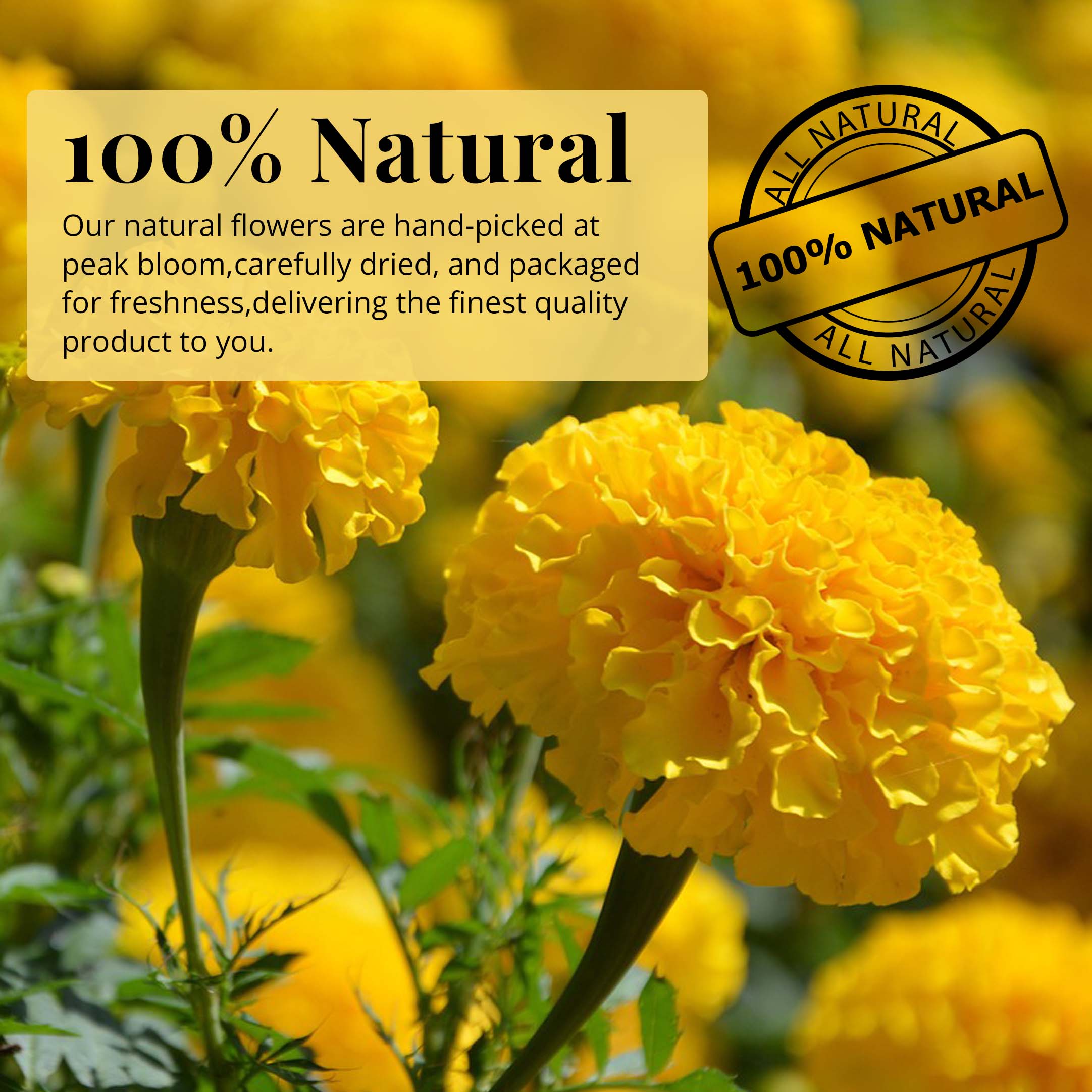 Dried Marigold Calendula flowers, Calendula Tea, 2.6oz I Calendula Officinalis | Caléndula pétalos I Akshit Pétales de Souci Bio | Flor De Calendula Akshit
