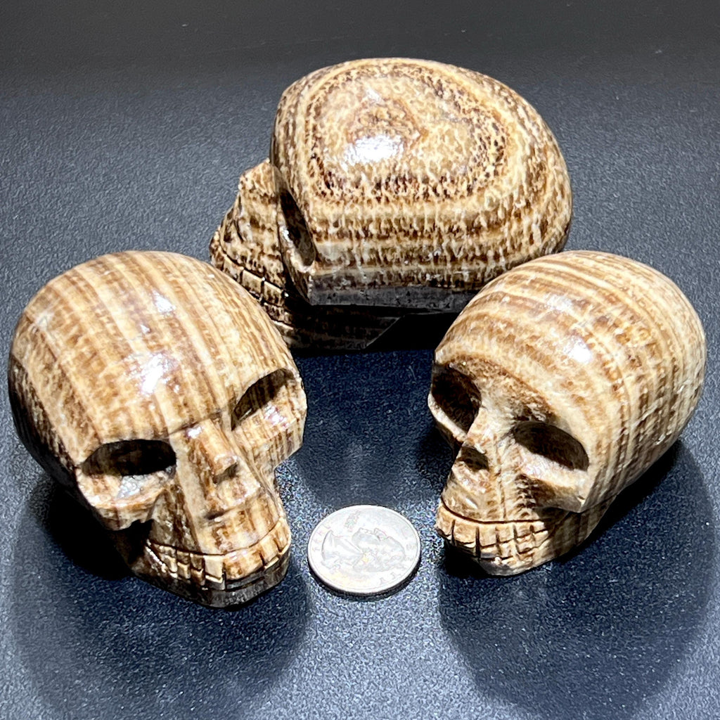 Brown Striped Aragonite Skull Carving Wholesale Amazing Crystals