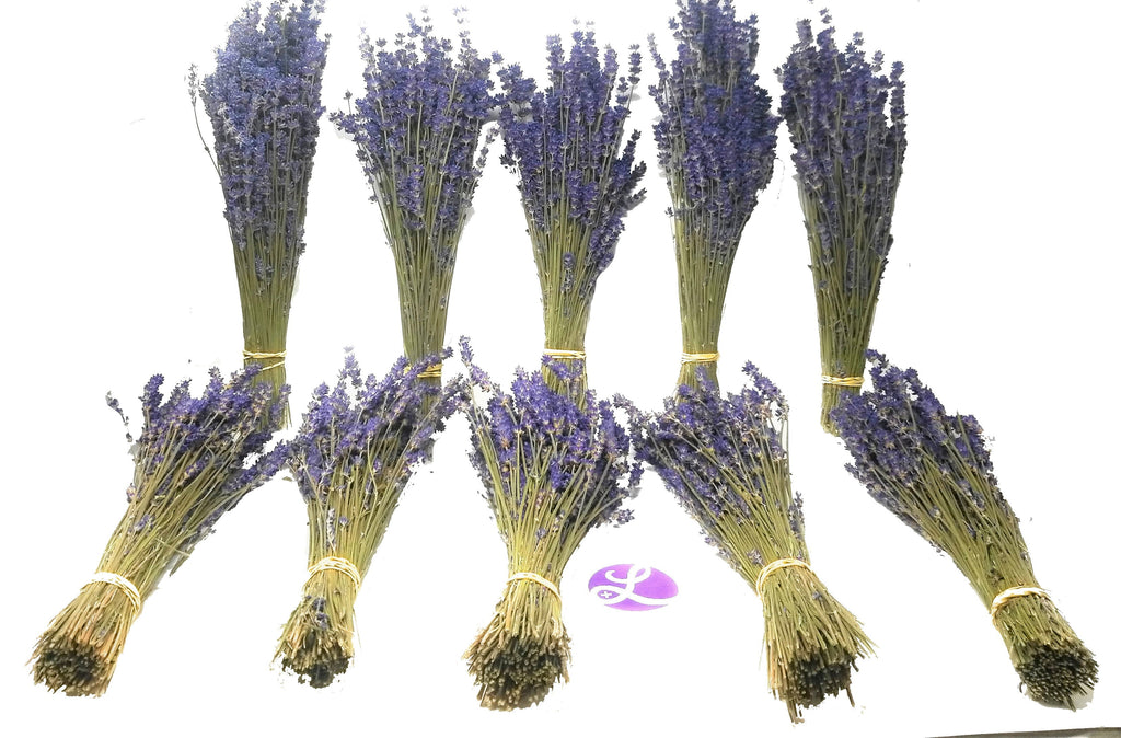 Dried Lavender Bundles Royal Velvet 14-18 Inch Aromatherapy Decor Findlavender.com