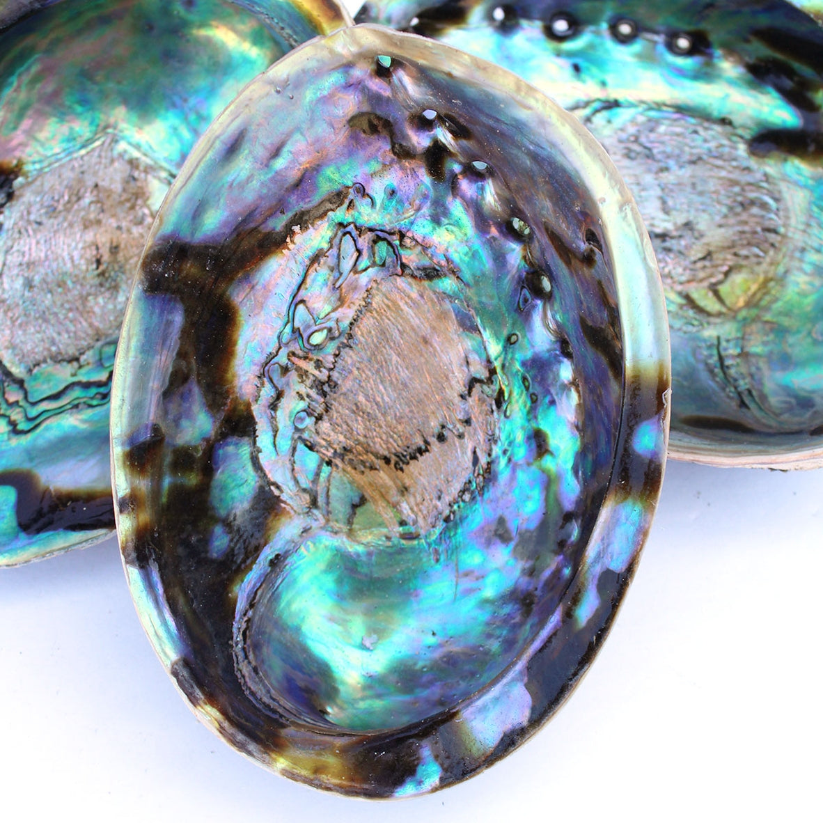 Abalone Shell | Iridescent Curious Muse Crystals