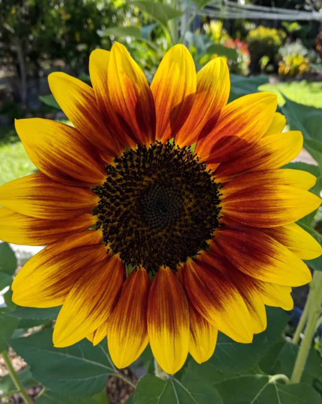 Mahogany Sunflower Seeds – Rich, Velvety Blooms for Gardens & Bouquets organicindiaseeds
