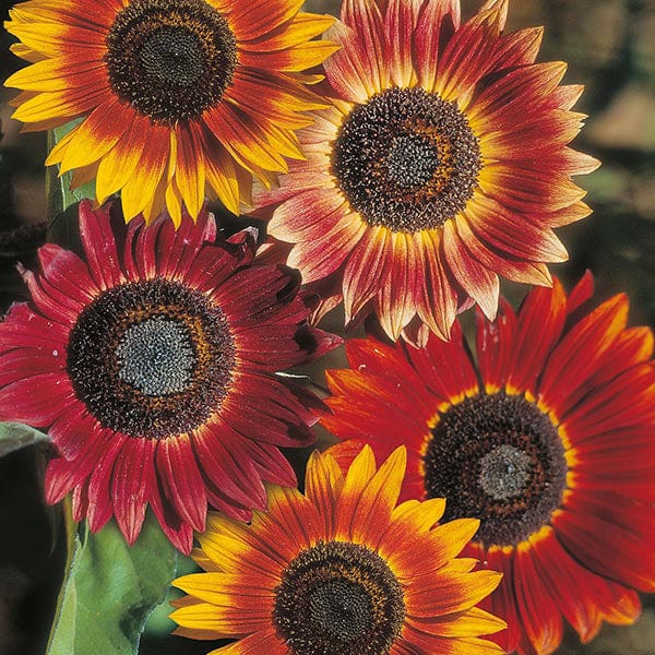 Red with Golden Highlights Sunflower Seeds – Stunning Bicolor Blooms for Gardens organicindiaseeds