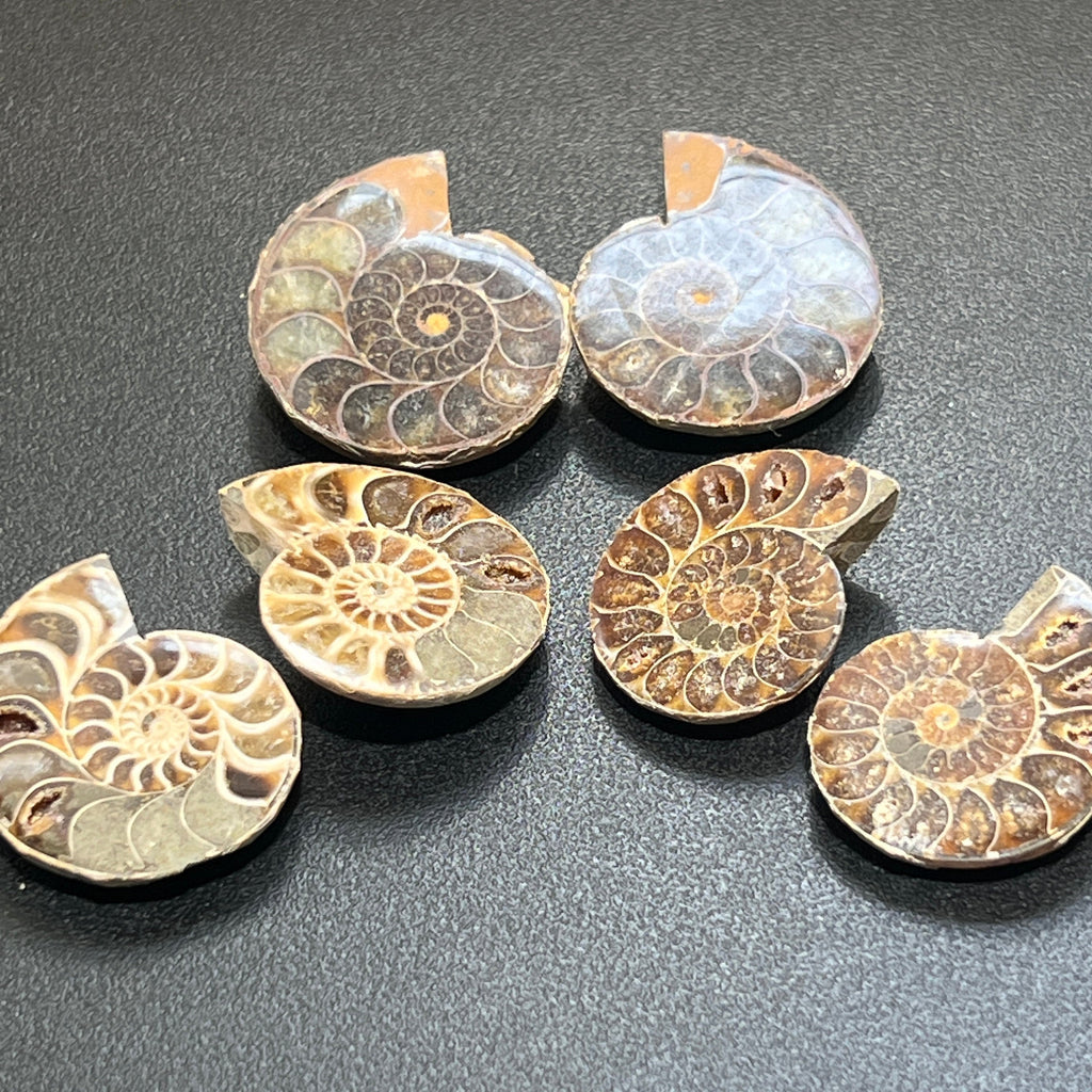 Matching Ammonite Fossil Pairs Polished Carving Spiral Ammonoids Amazing Crystals
