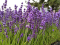 Live Hidcote Lavender Plant (Lavandula angustifolia) Findlavender.com