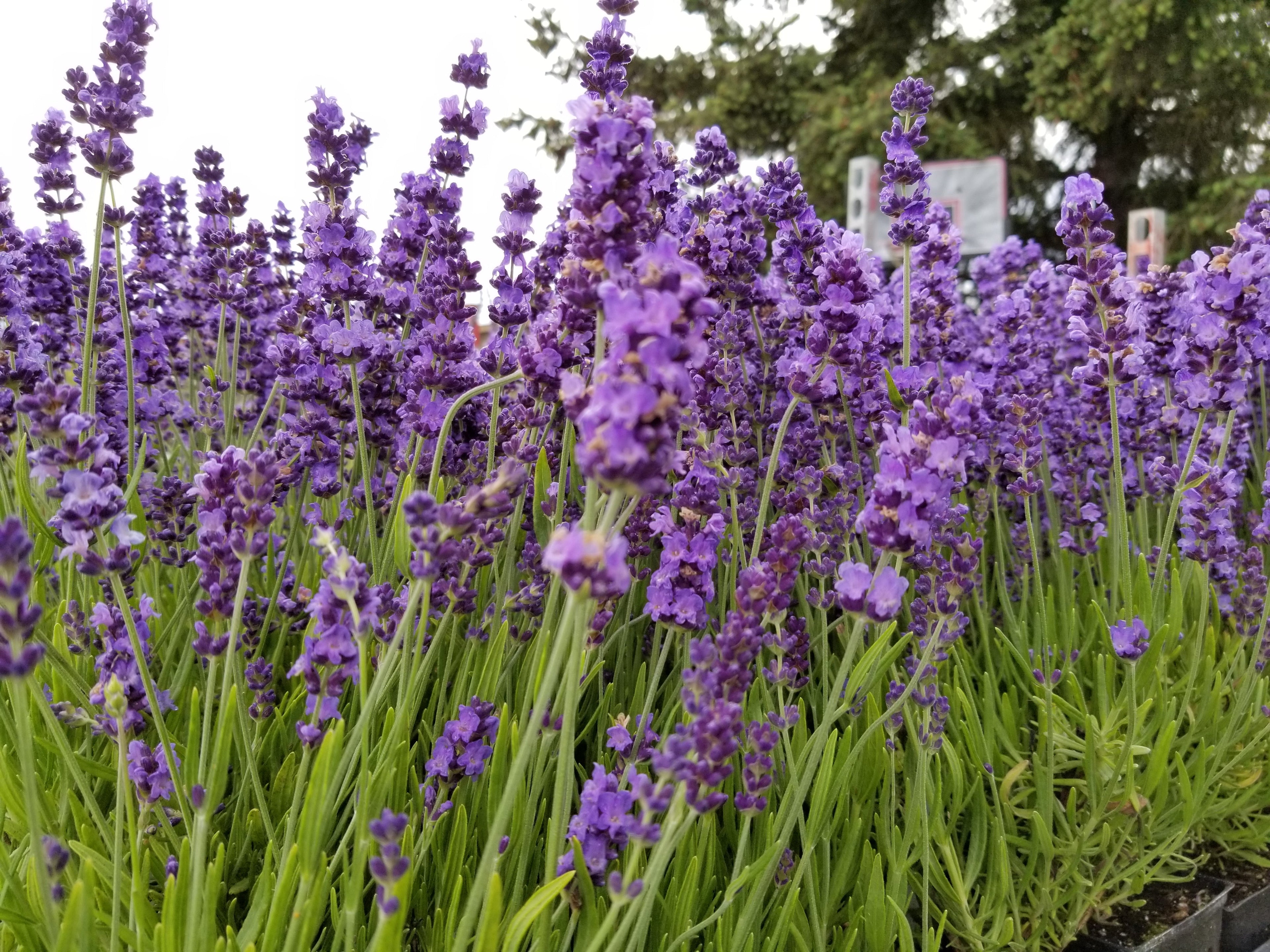 Live Hidcote Lavender Plant (Lavandula angustifolia) Findlavender.com