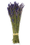 Dried Lavender Bundles Royal Velvet 14-18 Inch Aromatherapy Decor Findlavender.com