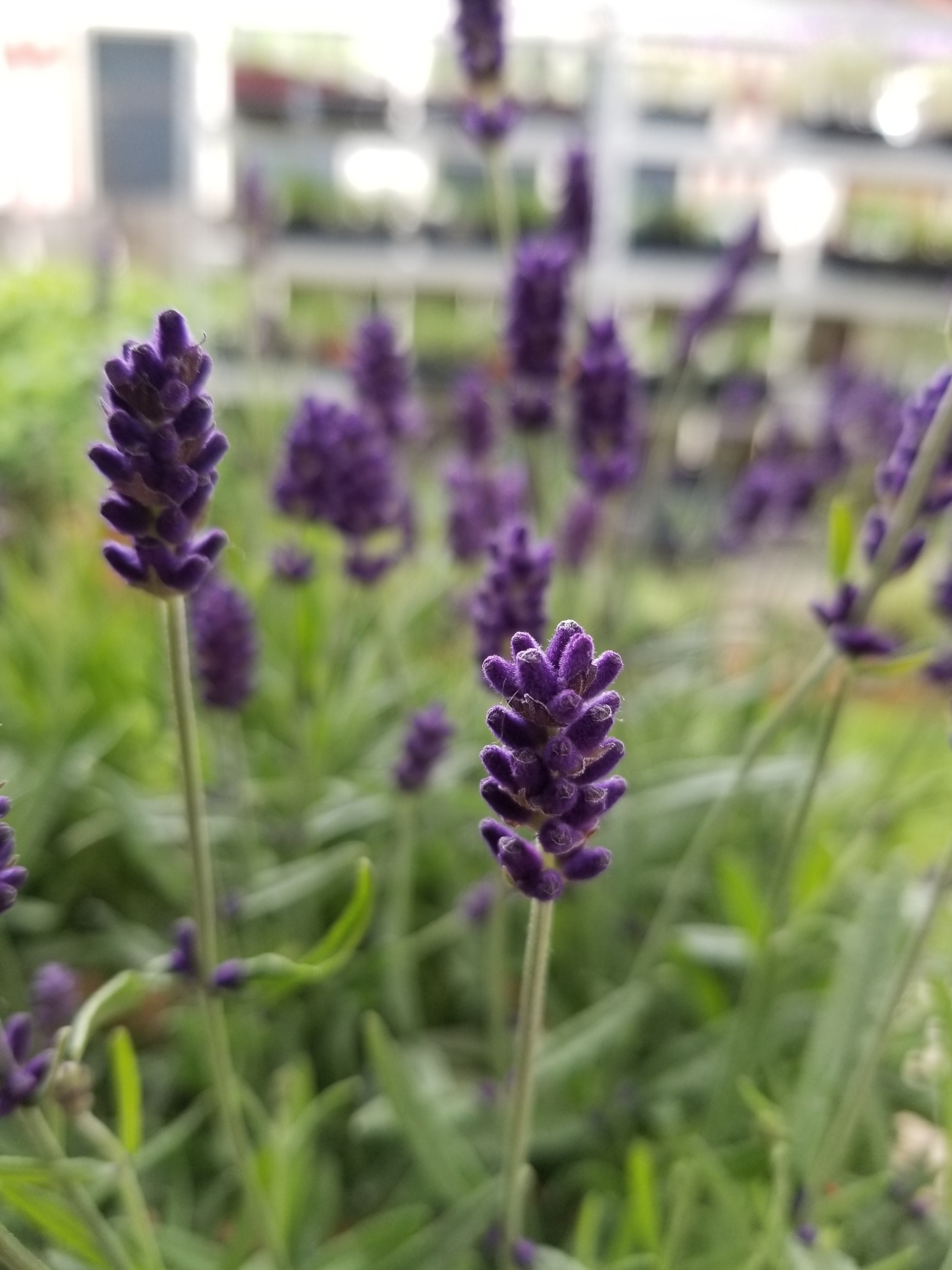 Live Hidcote Lavender Plant (Lavandula angustifolia) Findlavender.com