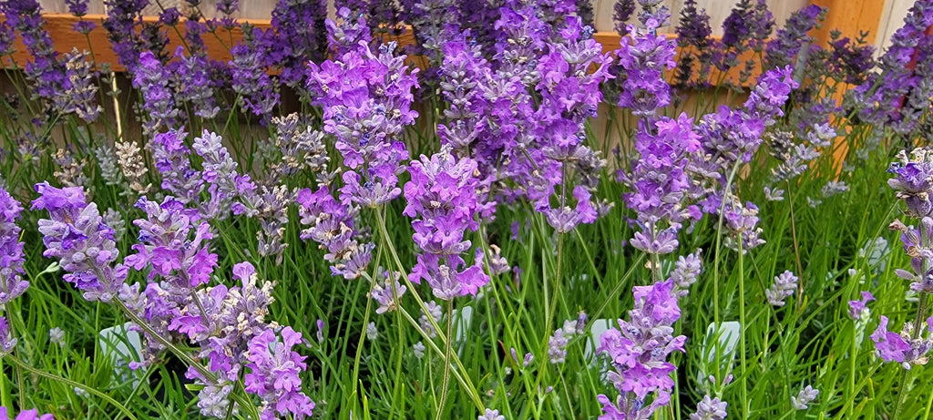 Live Royal Velvet Lavender Plant (Lavandula angustifolia) Findlavender.com