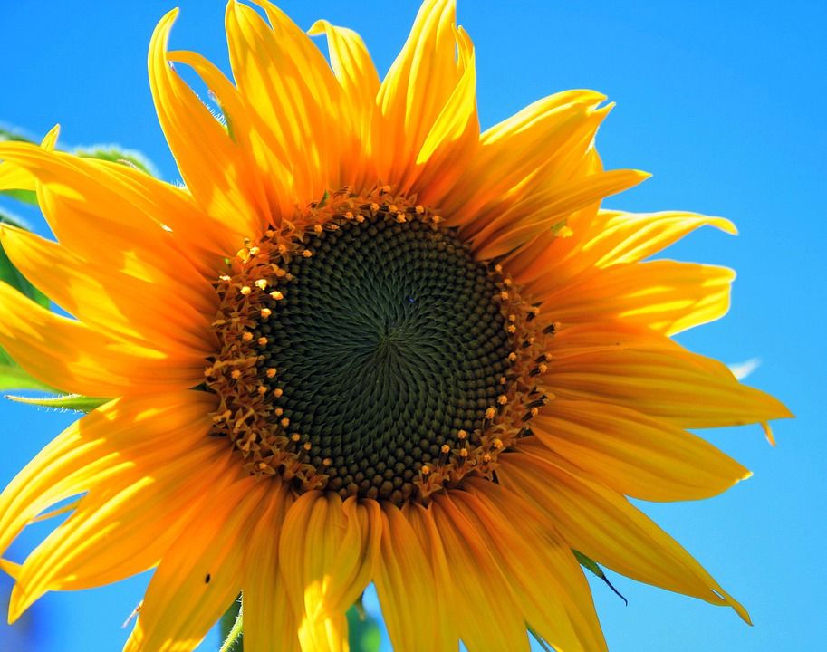 Bright Yellow Sunflower Seeds – Classic Golden Blooms for Gardens & Pollinators organicindiaseeds