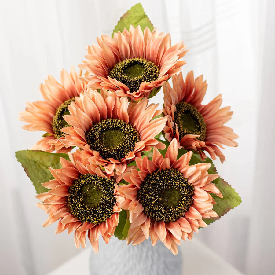Peach Blush Sunflower Seeds – Soft, Warm-Toned Blooms for Gardens & Bouquets organicindiaseeds