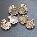Matching Ammonite Fossil Pairs Polished Carving Spiral Ammonoids Amazing Crystals