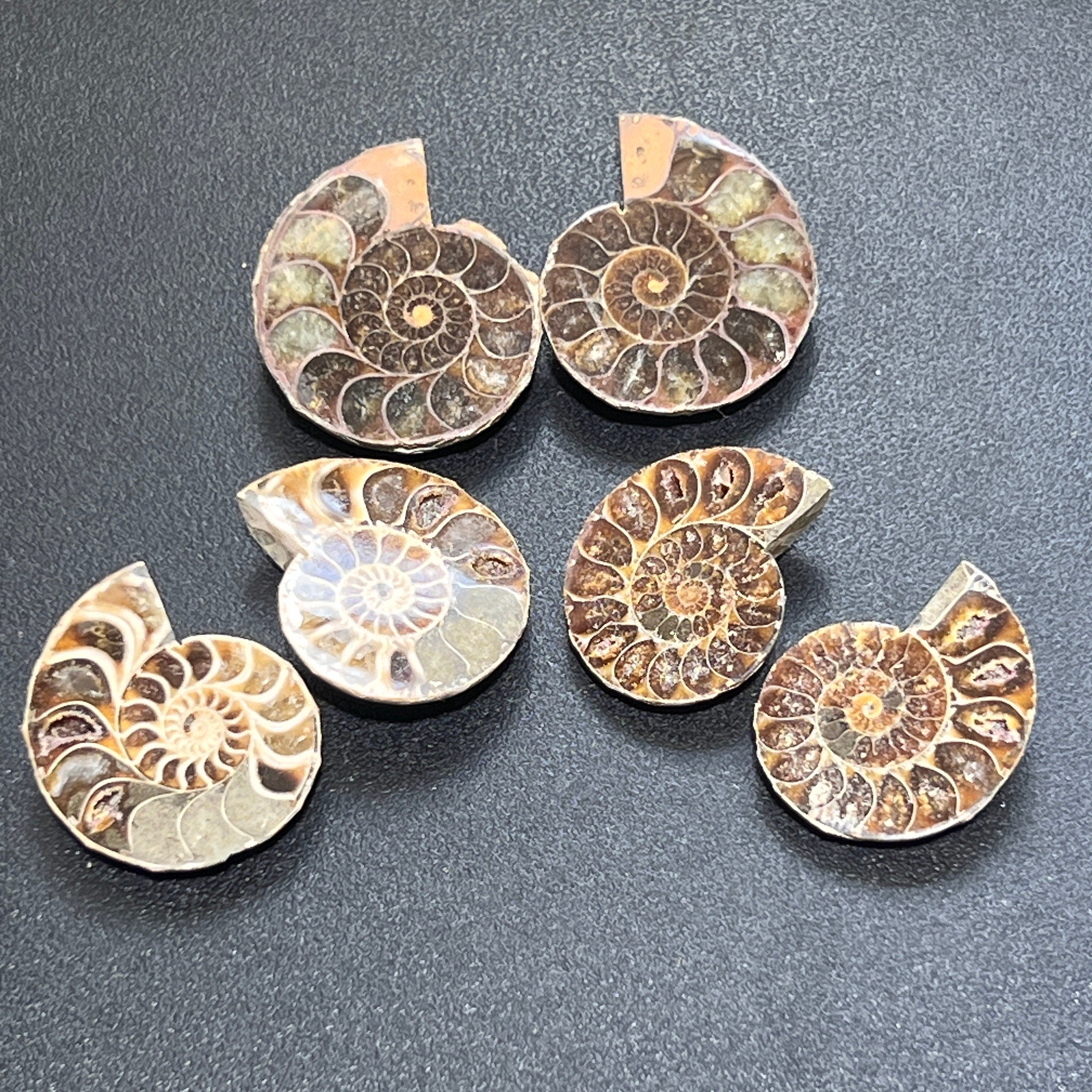 Matching Ammonite Fossil Pairs Polished Carving Spiral Ammonoids Amazing Crystals