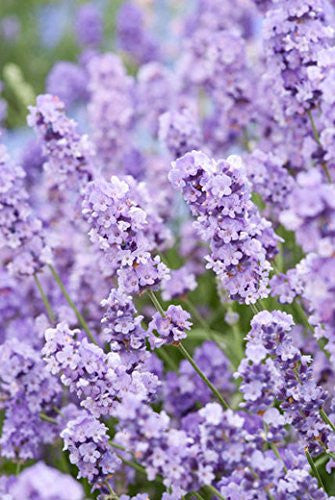 Live Blue Cushion Lavender Plant (Lavandula angustifolia) Findlavender.com