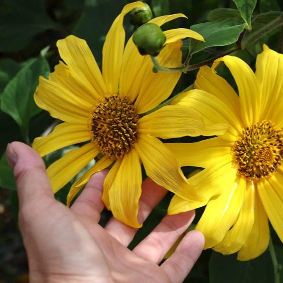 Yellow Mexican Sunflower Seeds, Tithonia Diversifolia, Perennial Flower Seeds to Attract Bees and Butterflies, Ideal for Ornamental Gardens, Beds, Patios organicindiaseeds