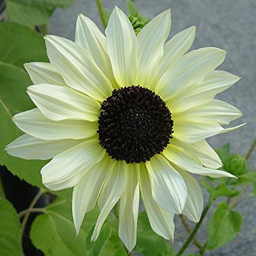 White Sunflower Seeds – Rare Elegant Blooms for Garden Planting organicindiaseeds