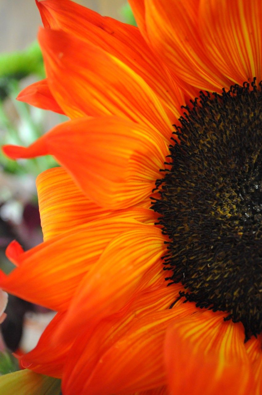 Deep Orange Sunflower Seeds – Bold, Fiery Blooms for Gardens & Pollinators organicindiaseeds