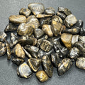 Tumbled Stromatolite Fossil Stones (By The Piece or Pound) Wholesale Amazing Crystals