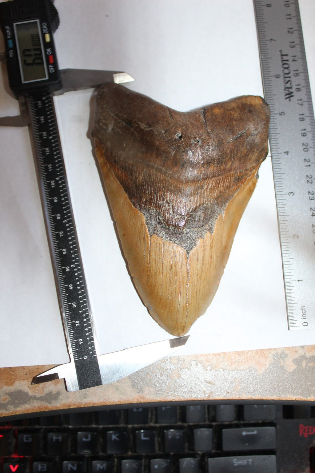 6 Inch Long Real Brown Megalodon Shark Giant Tooth Huge rocksolidfossils