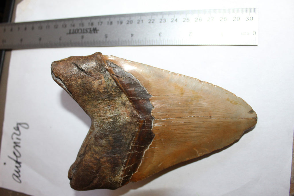 6 Inch Long Real Brown Megalodon Shark Giant Tooth Huge rocksolidfossils