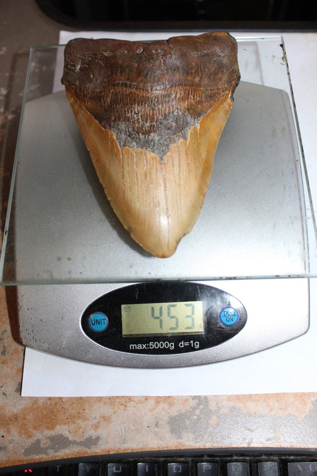 6 Inch Long Real Brown Megalodon Shark Giant Tooth Huge rocksolidfossils