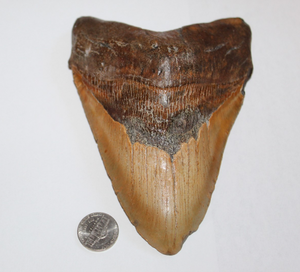 6 Inch Long Real Brown Megalodon Shark Giant Tooth Huge rocksolidfossils