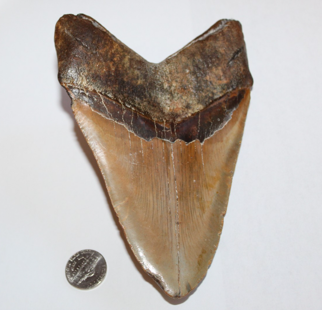 6 Inch Long Real Brown Megalodon Shark Giant Tooth Huge rocksolidfossils