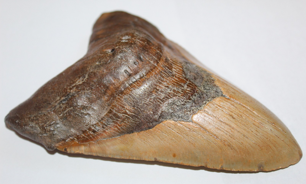 6 Inch Long Real Brown Megalodon Shark Giant Tooth Huge rocksolidfossils