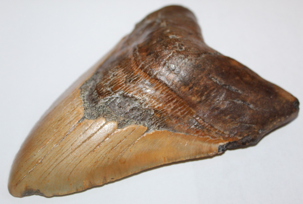 6 Inch Long Real Brown Megalodon Shark Giant Tooth Huge rocksolidfossils
