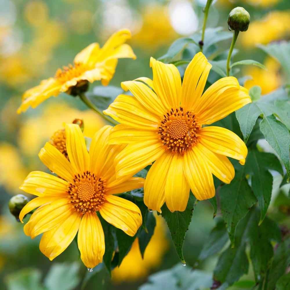 Yellow Mexican Sunflower Seeds, Tithonia Diversifolia, Perennial Flower Seeds to Attract Bees and Butterflies, Ideal for Ornamental Gardens, Beds, Patios organicindiaseeds