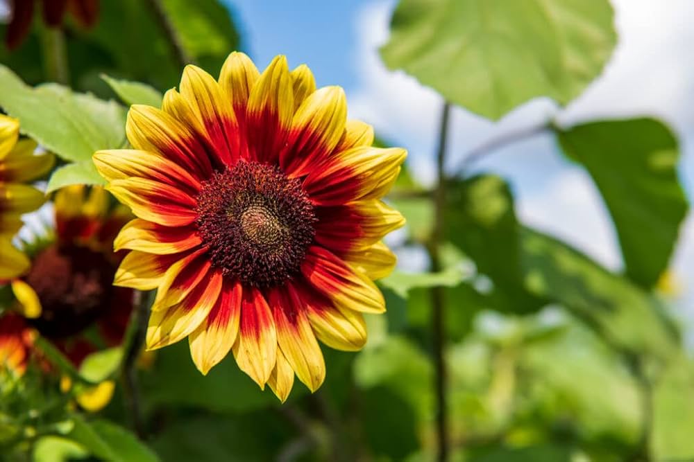 Yellow with Red Rings Sunflower Seeds – Striking Bicolor Blooms for Gardens organicindiaseeds