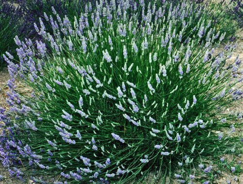 Live Provence Lavender Plant (Lavandula × intermedia) Findlavender.com