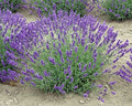 Live Royal Velvet Lavender Plant (Lavandula angustifolia) Findlavender.com
