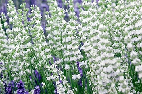 Live Alba Lavender Plant (Lavandula angustifolia) Findlavender.com