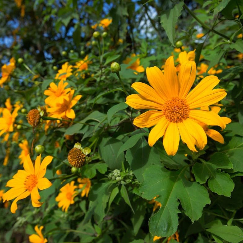 Yellow Mexican Sunflower Seeds, Tithonia Diversifolia, Perennial Flower Seeds to Attract Bees and Butterflies, Ideal for Ornamental Gardens, Beds, Patios organicindiaseeds