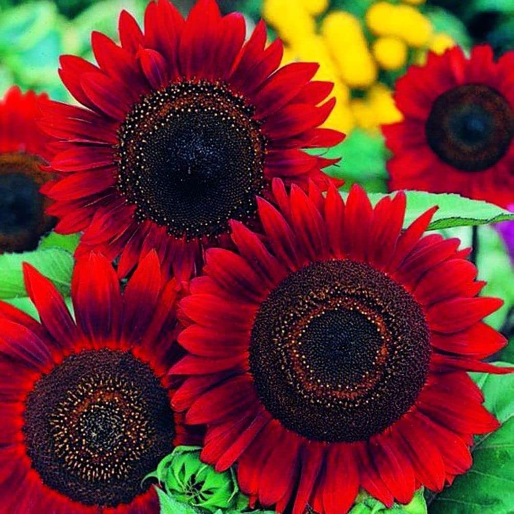 Red Sunflower Seeds – Striking Crimson Blooms for Gardens & Cut Flowers organicindiaseeds