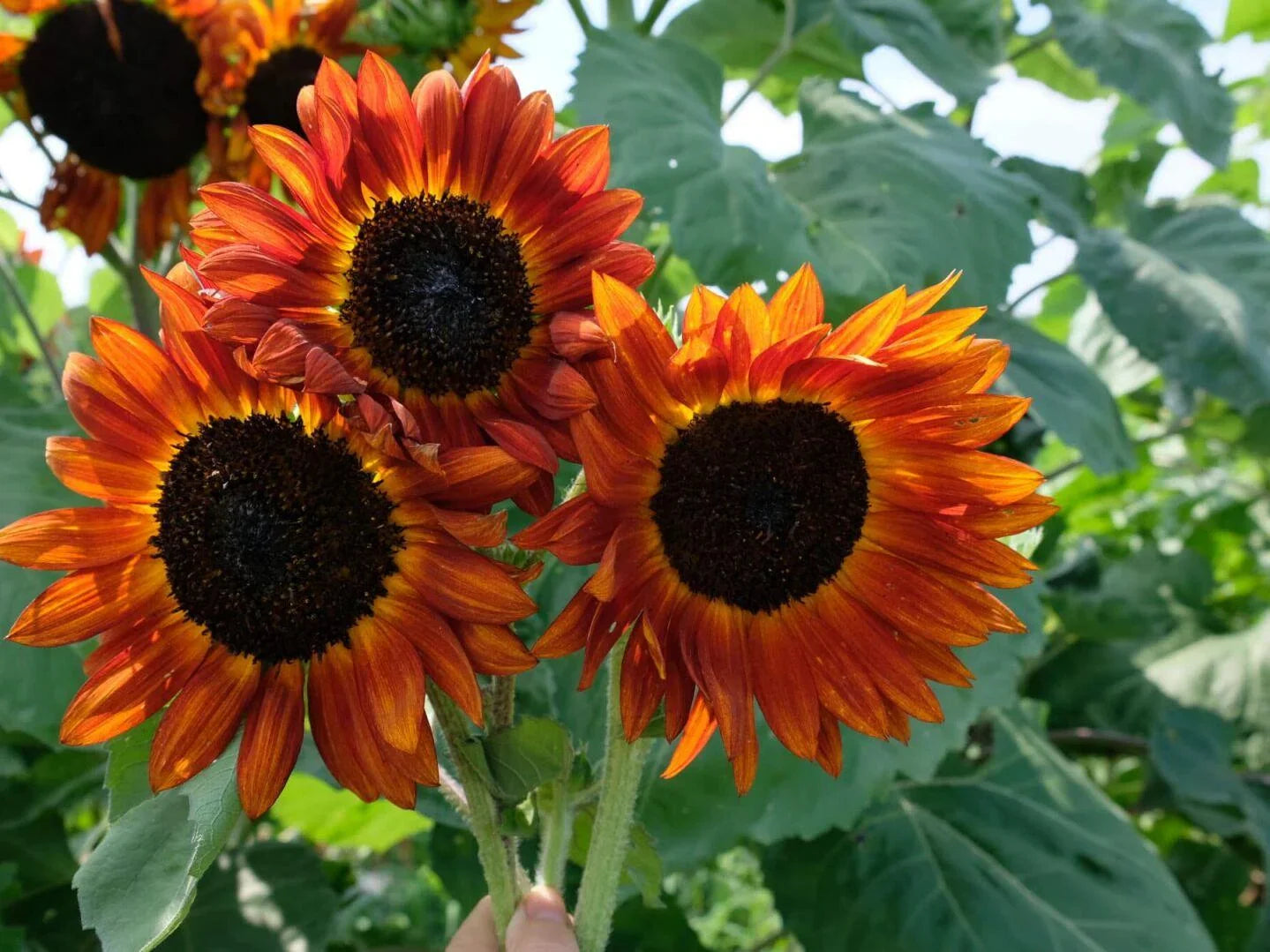 Orange with Mahogany Tips Sunflower Seeds – Fiery Bicolor Blooms for Gardens organicindiaseeds