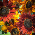 Red with Golden Highlights Sunflower Seeds – Stunning Bicolor Blooms for Gardens organicindiaseeds