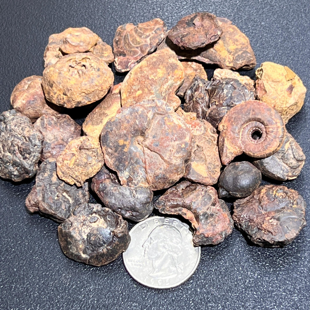 Ammonite Fossils Mixed Quality (By The Ounce Or Pound) Spiral Ammonoids Wholesale Amazing Crystals