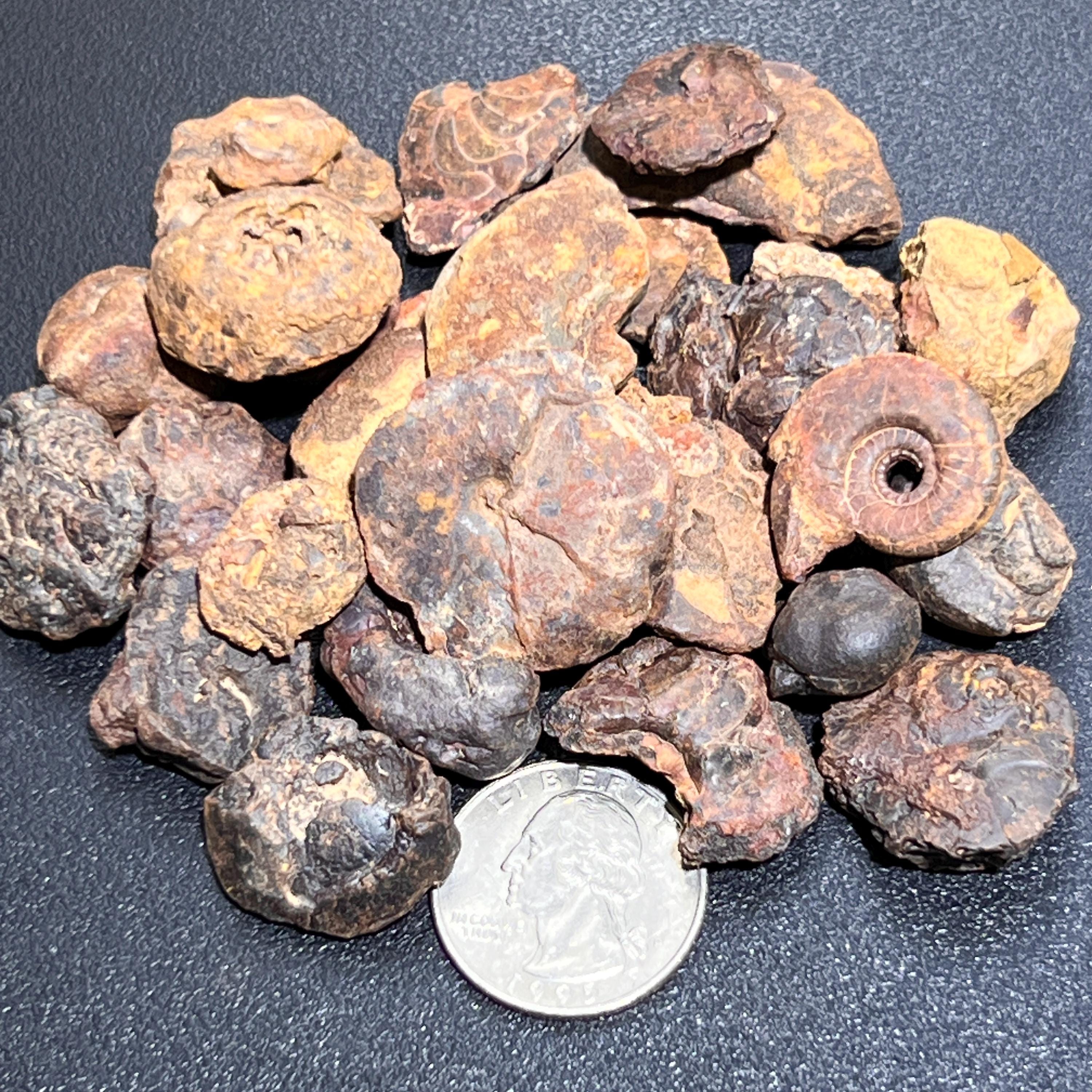Ammonite Fossils Mixed Quality (By The Ounce Or Pound) Spiral Ammonoids Wholesale Amazing Crystals