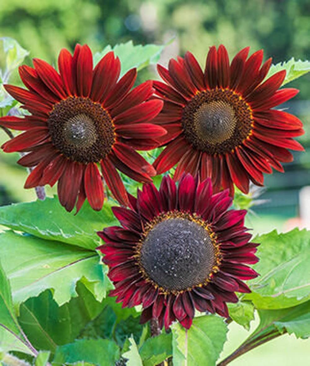 Cherry Chocolate Sunflower Seeds – Vibrant Garden Blooms organicindiaseeds