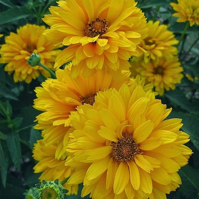 False Sunflower Seeds (Heliopsis Helianthoides) - Hardy Perennial, Heat & Drought Tolerant Blooms organicindiaseeds