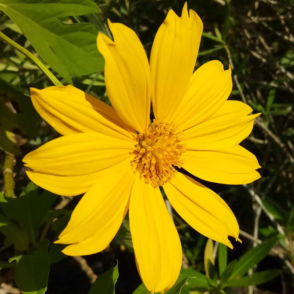 Yellow Mexican Sunflower Seeds, Tithonia Diversifolia, Perennial Flower Seeds to Attract Bees and Butterflies, Ideal for Ornamental Gardens, Beds, Patios organicindiaseeds