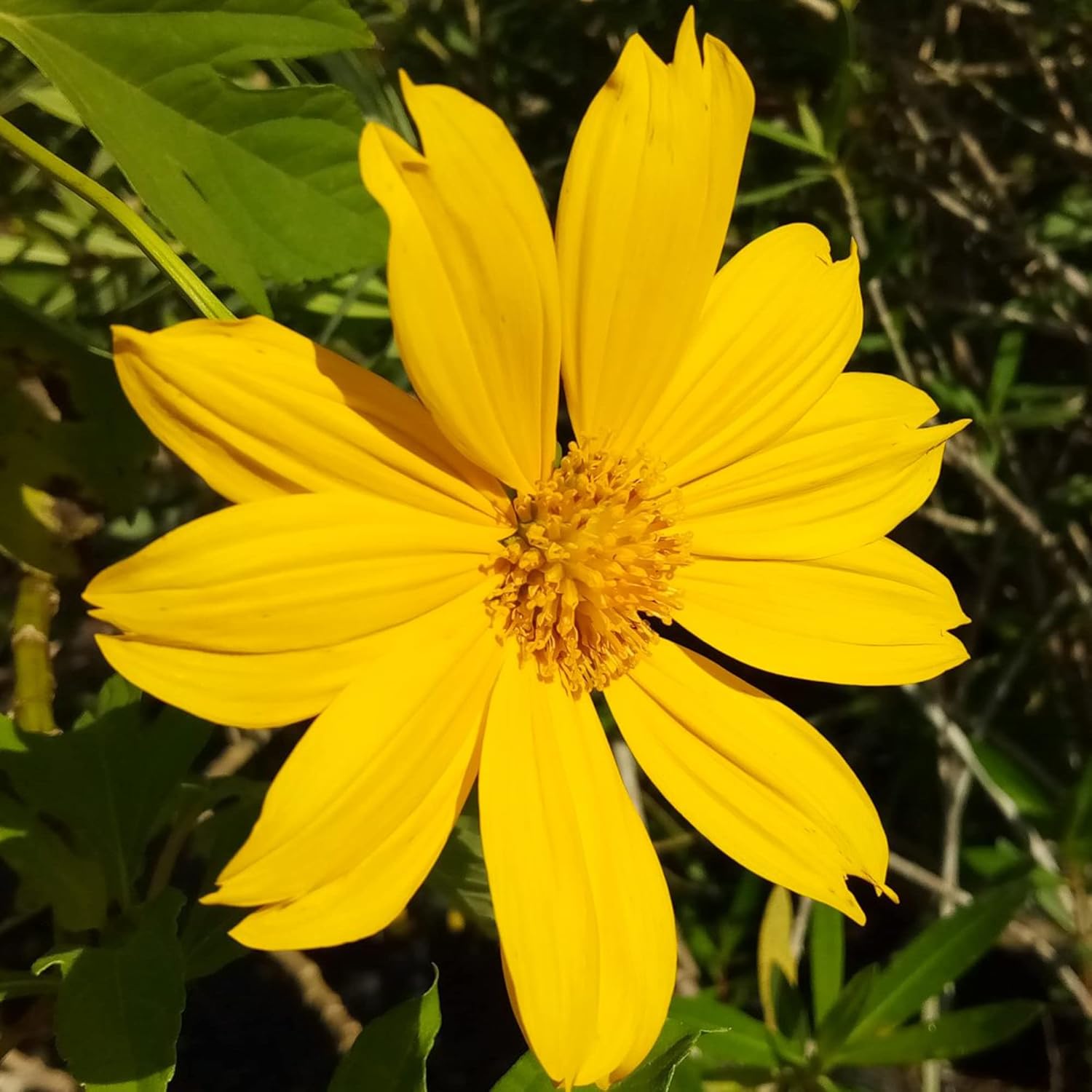 Yellow Mexican Sunflower Seeds, Tithonia Diversifolia, Perennial Flower Seeds to Attract Bees and Butterflies, Ideal for Ornamental Gardens, Beds, Patios organicindiaseeds