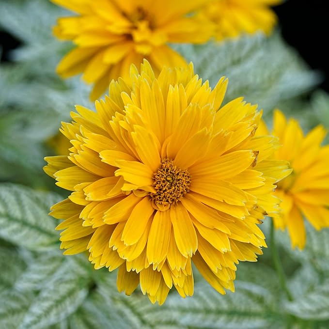 False Sunflower Seeds (Heliopsis Helianthoides) - Hardy Perennial, Heat & Drought Tolerant Blooms organicindiaseeds
