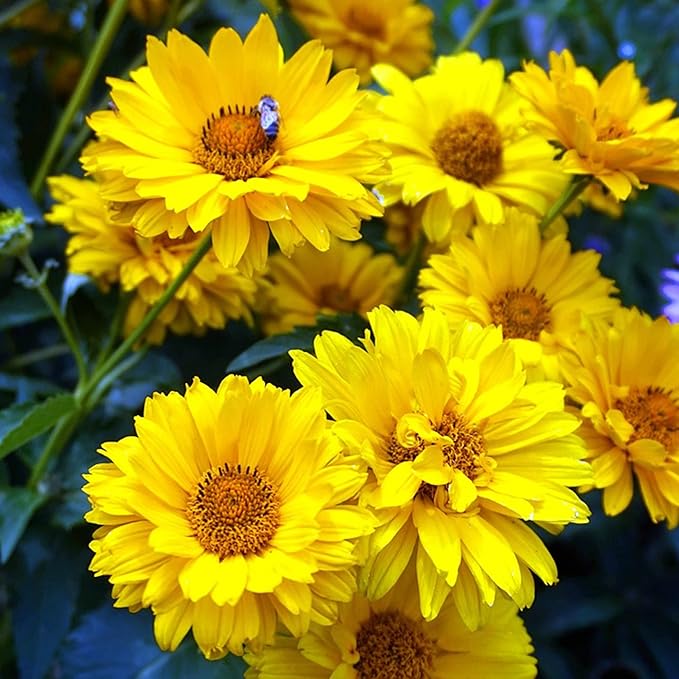 False Sunflower Seeds (Heliopsis Helianthoides) - Hardy Perennial, Heat & Drought Tolerant Blooms organicindiaseeds