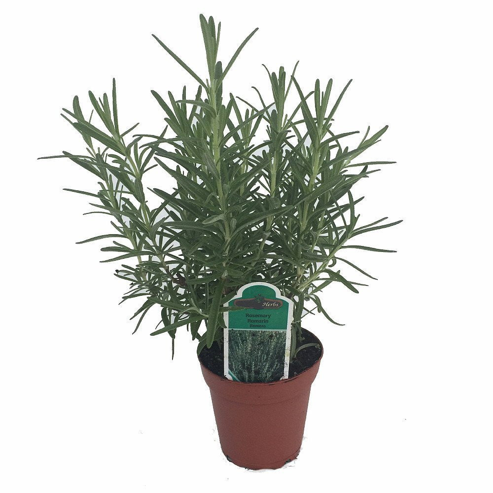 Arp Rosemary Live Herb Plant for Garden Growing Findlavender.com
