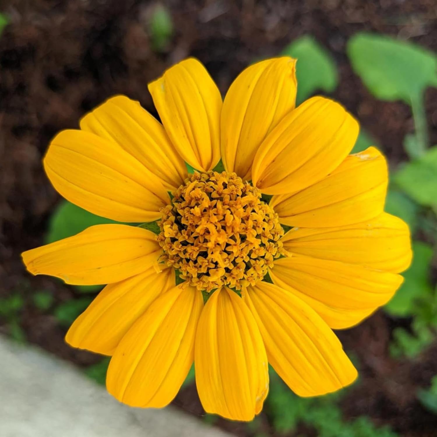 Yellow Mexican Sunflower Seeds, Tithonia Diversifolia, Perennial Flower Seeds to Attract Bees and Butterflies, Ideal for Ornamental Gardens, Beds, Patios organicindiaseeds