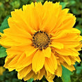 False Sunflower Seeds (Heliopsis Helianthoides) - Hardy Perennial, Heat & Drought Tolerant Blooms organicindiaseeds
